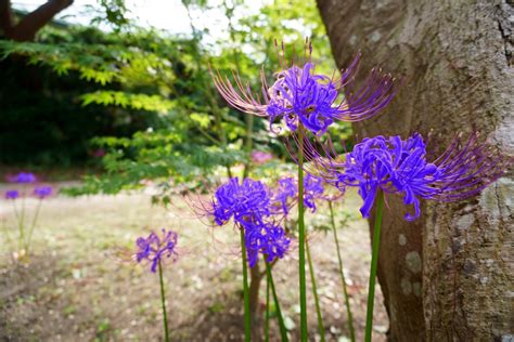 彼岸花 紫色|彼岸花の色の種類！花言葉の意味の違いや由来と迷信、咲く時期。